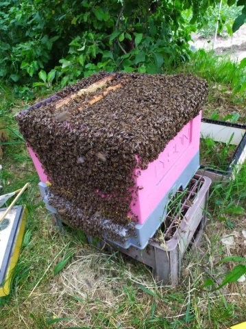 Warsztaty-pszczoły